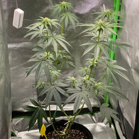Tropical Fuel #2 (Exotic Seeds) growlog timeline photo