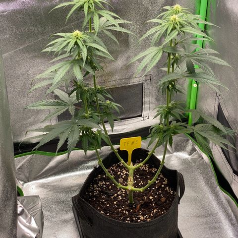 Tropical Fuel #3 (Exotic Seeds) growlog timeline photo