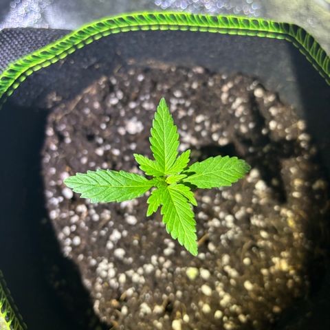 Skywalker x GSC growlog timeline photo
