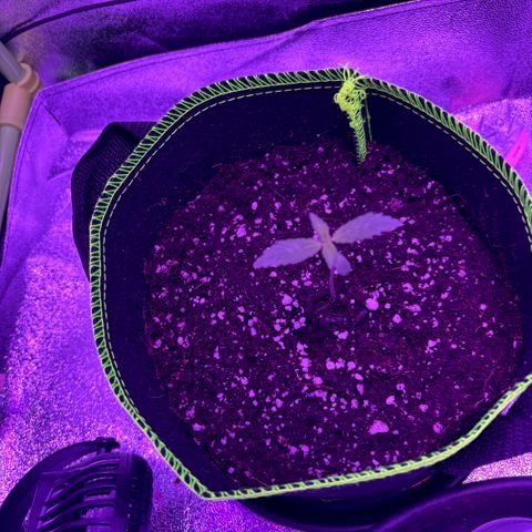Skywalker x GSC growlog timeline photo