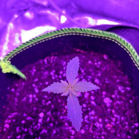 Skywalker x GSC growlog timeline photo