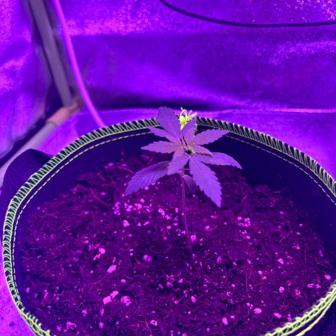 Skywalker x GSC growlog timeline photo