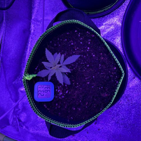Skywalker x GSC growlog timeline photo