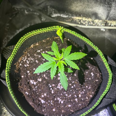 Skywalker x GSC growlog timeline photo