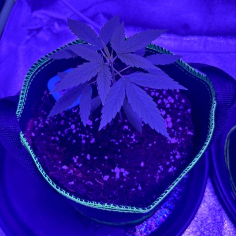 Skywalker x GSC growlog timeline photo