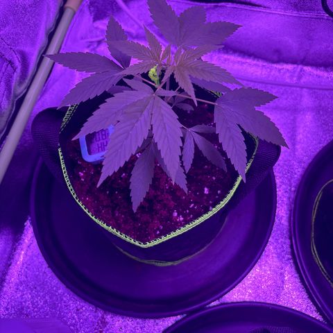Skywalker x GSC growlog timeline photo