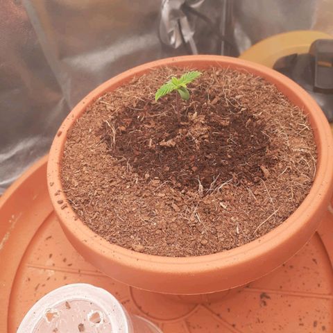 Golosa growlog timeline photo
