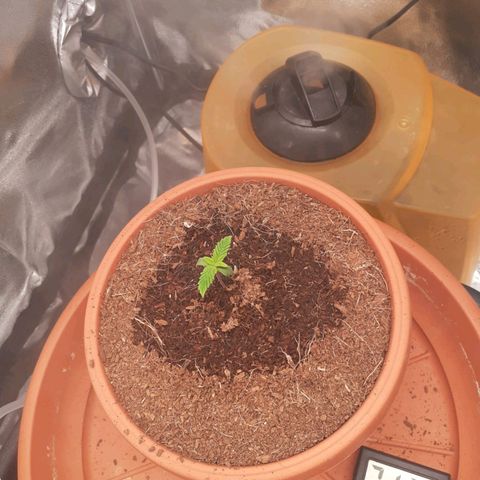 Golosa growlog timeline photo