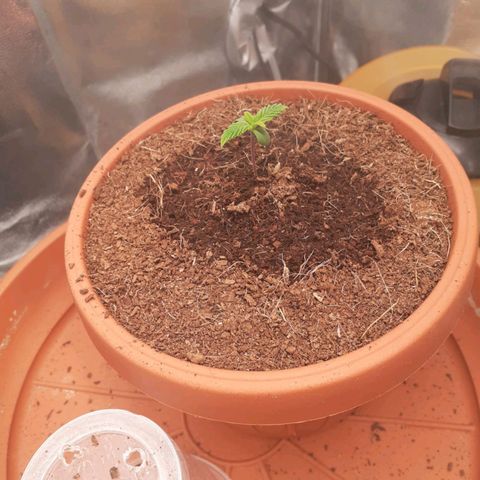 Golosa growlog timeline photo