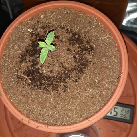 Golosa growlog photo: La piantina da segni di crescita, la vedo un po' chiara appena il terreno è asciutto do nutrimento e aumento la quantità di acqua.