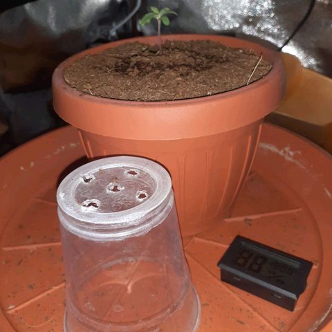 Golosa growlog photo: La piantina da segni di crescita, la vedo un po' chiara appena il terreno è asciutto do nutrimento e aumento la quantità di acqua.