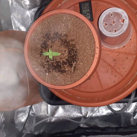 Golosa growlog photo: La piantina da segni di crescita, la vedo un po' chiara appena il terreno è asciutto do nutrimento e aumento la quantità di acqua.