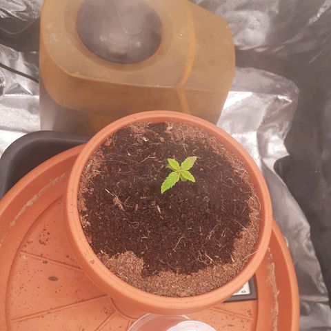 Golosa growlog photo: La piantina pare si stia riprendendo dopo aver dato un po' di fertilizzante.