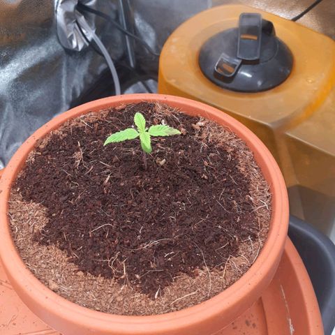 Golosa growlog photo: La piantina pare si stia riprendendo dopo aver dato un po' di fertilizzante.