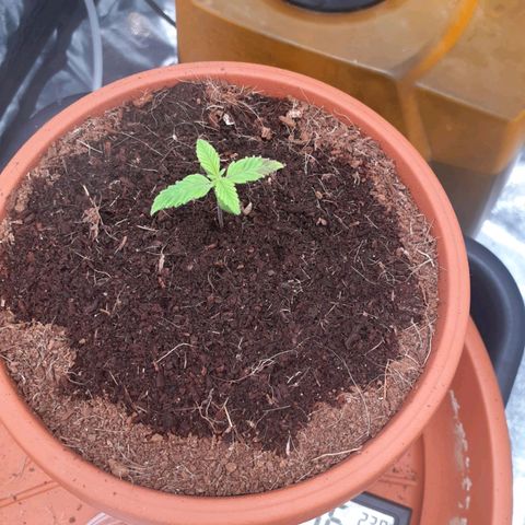Golosa growlog photo: La piantina pare si stia riprendendo dopo aver dato un po' di fertilizzante.