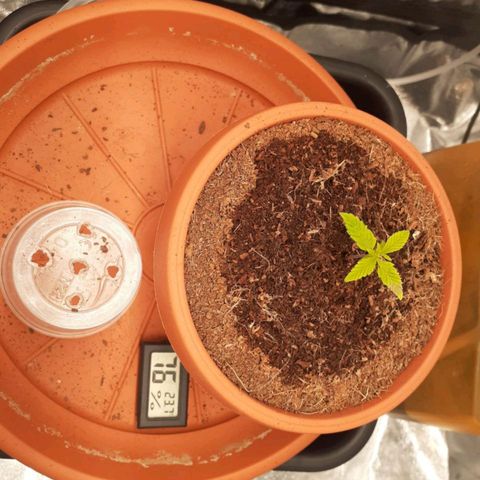 Golosa growlog photo: La piantina si è sbloccata finalmente cresce bene e ha 2 nuovi getti. Mi preoccupa quella macchia che ha su quella foglia non vorrei fosse una bruciatura. 