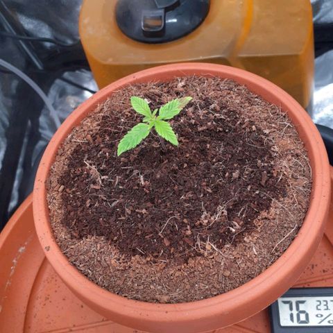 Golosa growlog photo: La piantina si è sbloccata finalmente cresce bene e ha 2 nuovi getti. Mi preoccupa quella macchia che ha su quella foglia non vorrei fosse una bruciatura. 