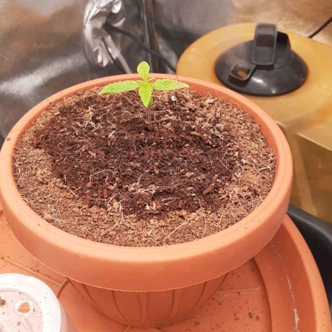 Golosa growlog photo: La piantina si è sbloccata finalmente cresce bene e ha 2 nuovi getti. Mi preoccupa quella macchia che ha su quella foglia non vorrei fosse una bruciatura. 