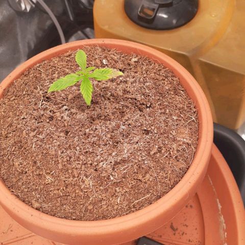 Golosa growlog timeline photo
