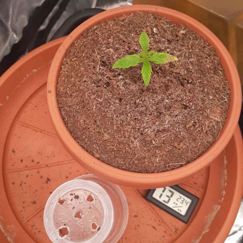 Golosa growlog timeline photo