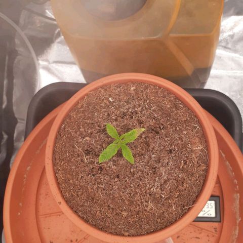 Golosa growlog timeline photo