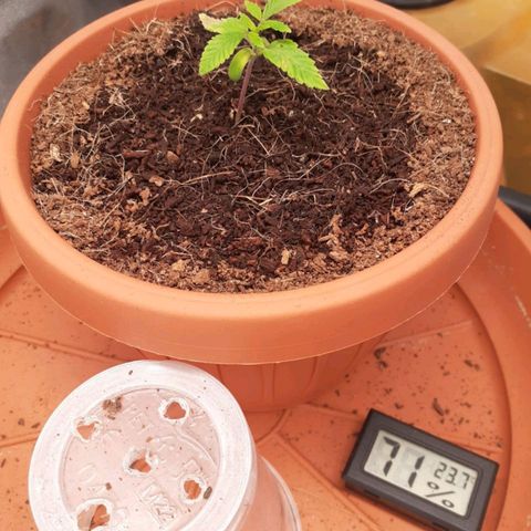 Golosa growlog timeline photo