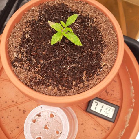 Golosa growlog photo: Cresce bene a parte una lieve bruciatura su una foglia ma per il resto tutto a posto.