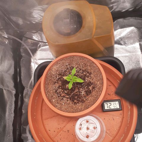 Golosa growlog photo: Cresce bene a parte una lieve bruciatura su una foglia ma per il resto tutto a posto.
