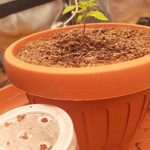Golosa growlog photo: Cresce bene a parte una lieve bruciatura su una foglia ma per il resto tutto a posto.