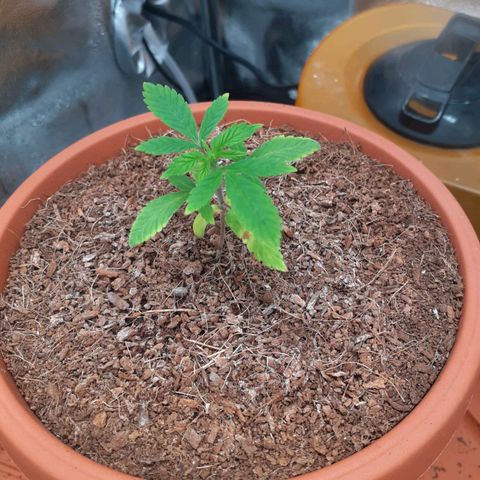Golosa growlog timeline photo