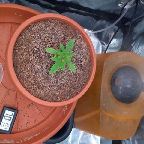 Golosa growlog timeline photo