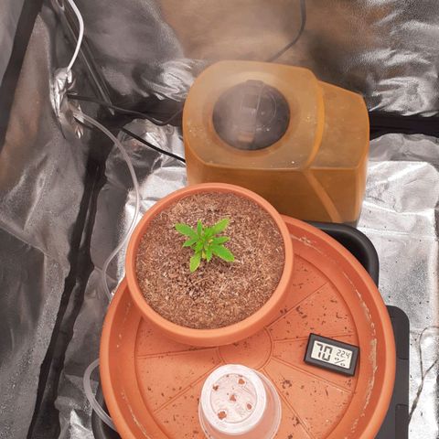Golosa growlog timeline photo