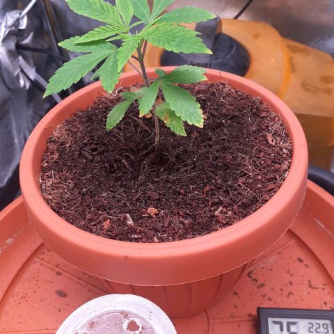 Golosa growlog timeline photo