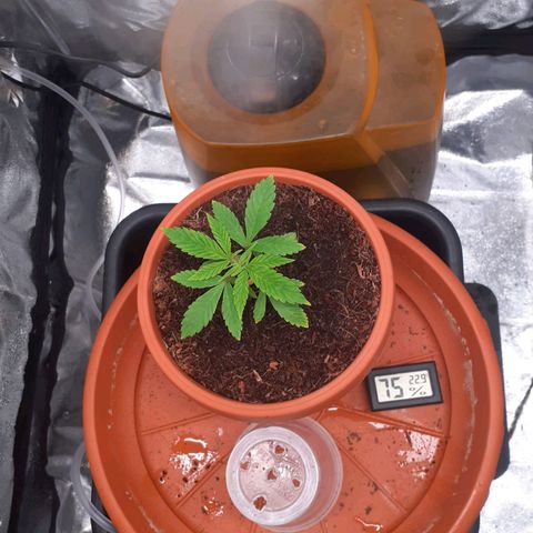 Golosa growlog timeline photo