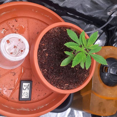 Golosa growlog timeline photo