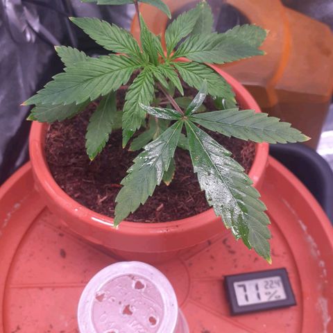 Golosa growlog photo: La pianta promette bene, prossima settimana si travasa ora bisogna pulirla dalle foglie grandi.