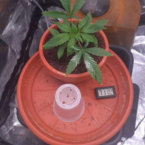 Golosa growlog photo: La pianta promette bene, prossima settimana si travasa ora bisogna pulirla dalle foglie grandi.