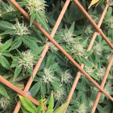 24 k gold  growlog photo: 47 días de flora 