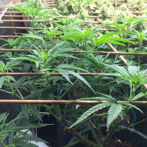 24 k gold  growlog photo: 47 días de flora 