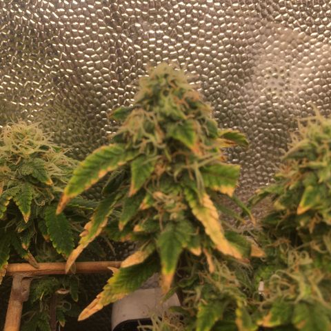 24 k gold  growlog photo: 47 días de flora 