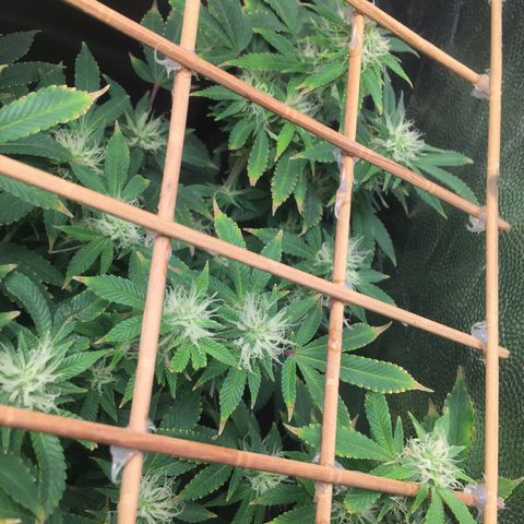 24 k gold  growlog photo: 47 días de flora 