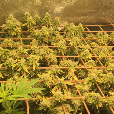 24 k gold  growlog photo: 47 días de flora 