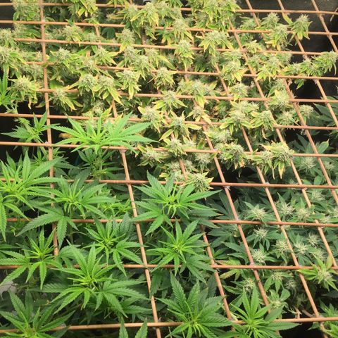 24 k gold  growlog photo: 47 días de flora 