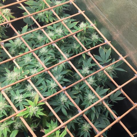 24 k gold  growlog photo: 47 días de flora 