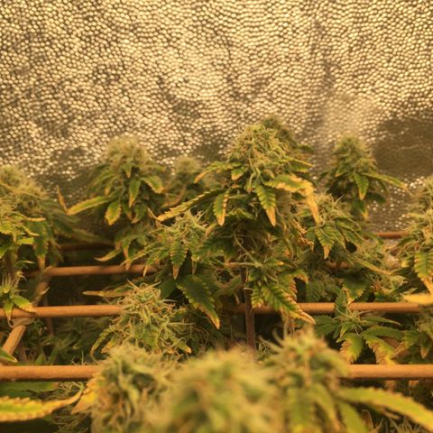 24 k gold  growlog photo: 47 días de flora 