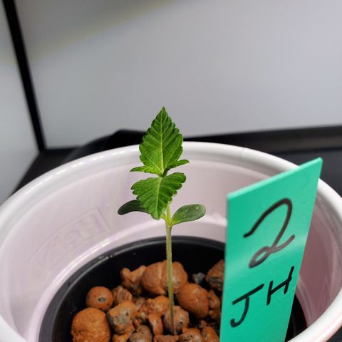 Jack Herer #2 (Gen3) ♀️ growlog photo: Seedling #2 is perfect. No stretching. Great color 👍
