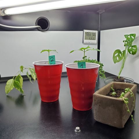 Jack Herer #2 (Gen3) ♀️ growlog photo: Moved closet into garage