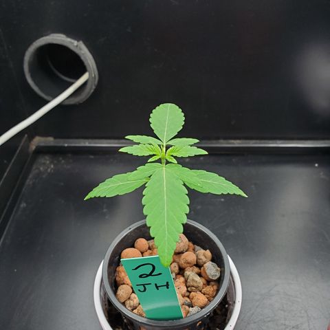 Jack Herer #2 (Gen3) ♀️ growlog timeline photo