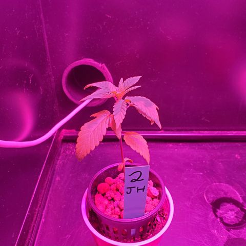 Jack Herer #2 (Gen3) ♀️ growlog timeline photo