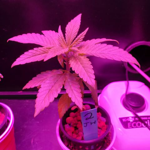 Jack Herer #2 (Gen3) ♀️ growlog timeline photo